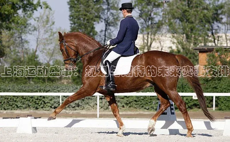 上海运动盛事：规划与期待的未来赛事安排
